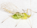 Acyrthosiphon pisum